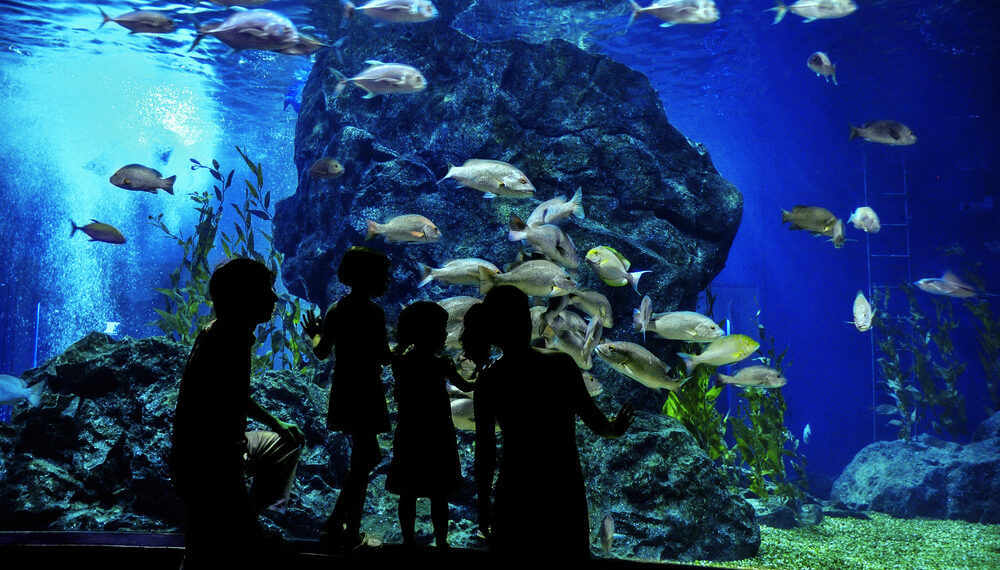Two Oceans Aquarium Cape Town - Cape Tourism