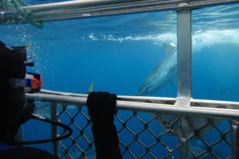 Experience the Thrill of Shark Cage Diving in Cape Town - Cape Tourism