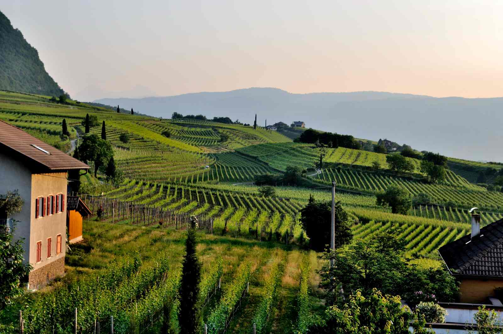 Winemaker - Vergelegen Wine Estate