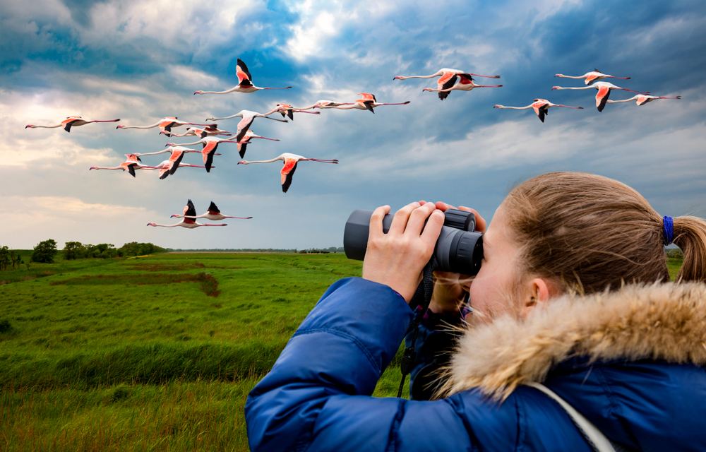 Cape Town Bird Watching - Best Spots and Tips (2025) - Cape Tourism